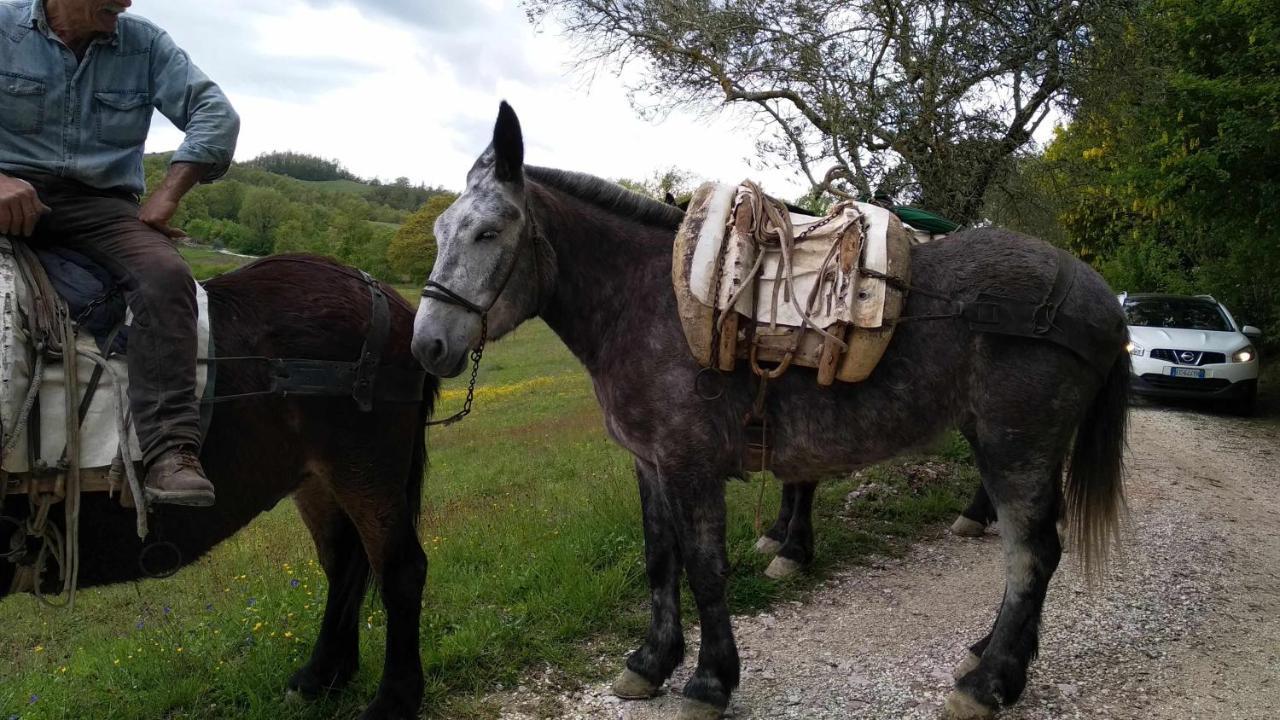 Agriturismo Montesalce Villa Gubbio Exteriör bild